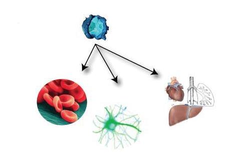 ​什么是造血干细胞,造血干细胞移植治疗