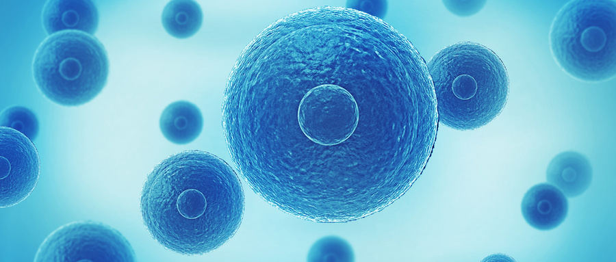 试管移植囊胚：生命奇迹的关键一步